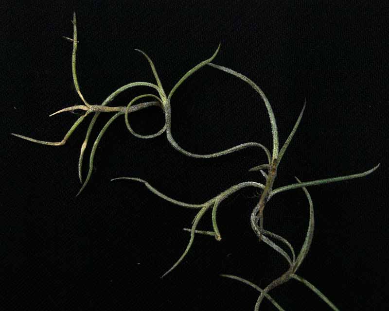 Tillandsia usneoides or Spanish Moss